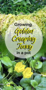 Growing Golden Creeping Jenny | How to grow creeping jenny in a pot ...