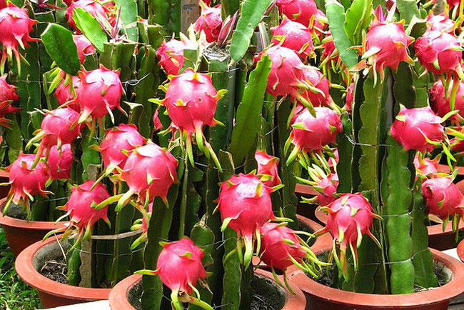Dragon fruit in containers