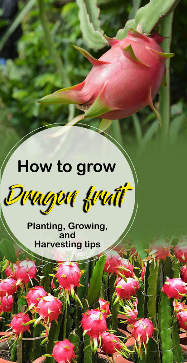 Dragon fruit