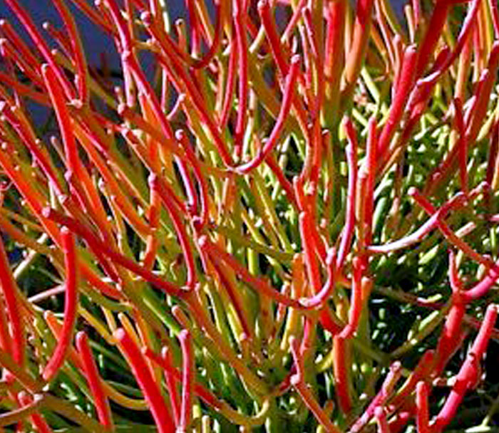 How to grow Pencil Cactus Plant | Euphorbia Tirucalli | Firestick plant