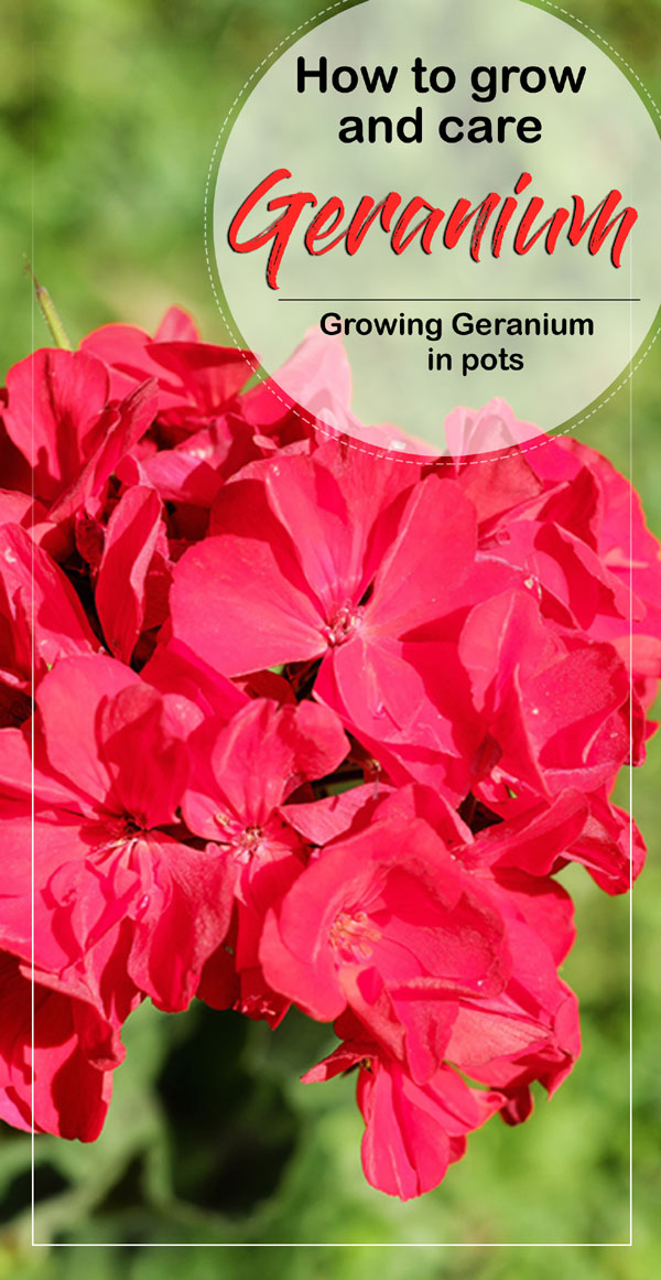 Growing Geranium | pelargonium | houseplats