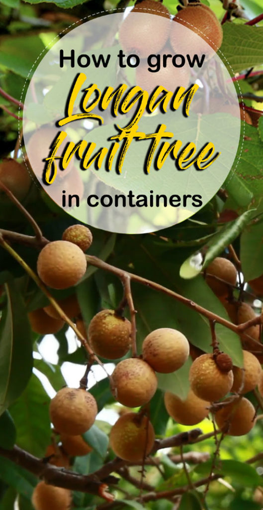 Longan tree | Longan fruit tree | Growing Longan tree | Pichu