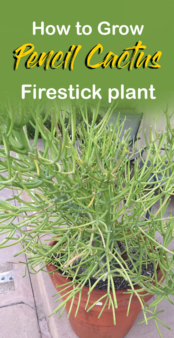 How To Grow Pencil Cactus Plant Euphorbia Tirucalli Firestick Plant