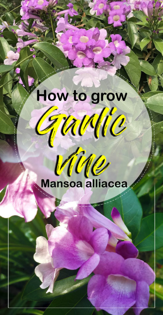 Garlic vine | false garlic | How to grow garlic vine