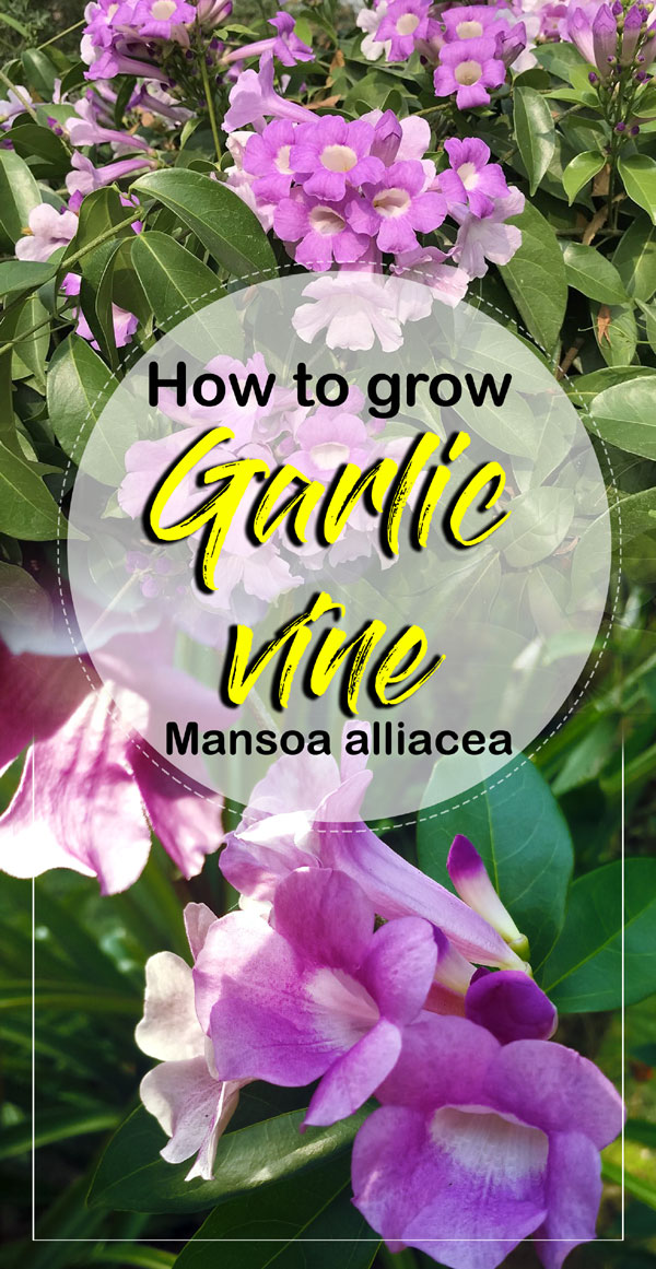 Garlic vine | How to grow garlic vine | Mansoa alliacea | Garlic vine ...