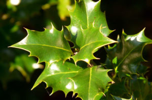 How to grow Holly tree in a container | Growing information Holly plant ...