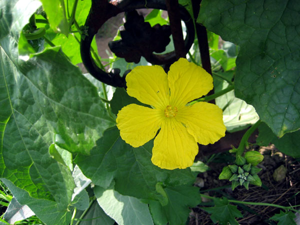 Loofah | Sponge gourd