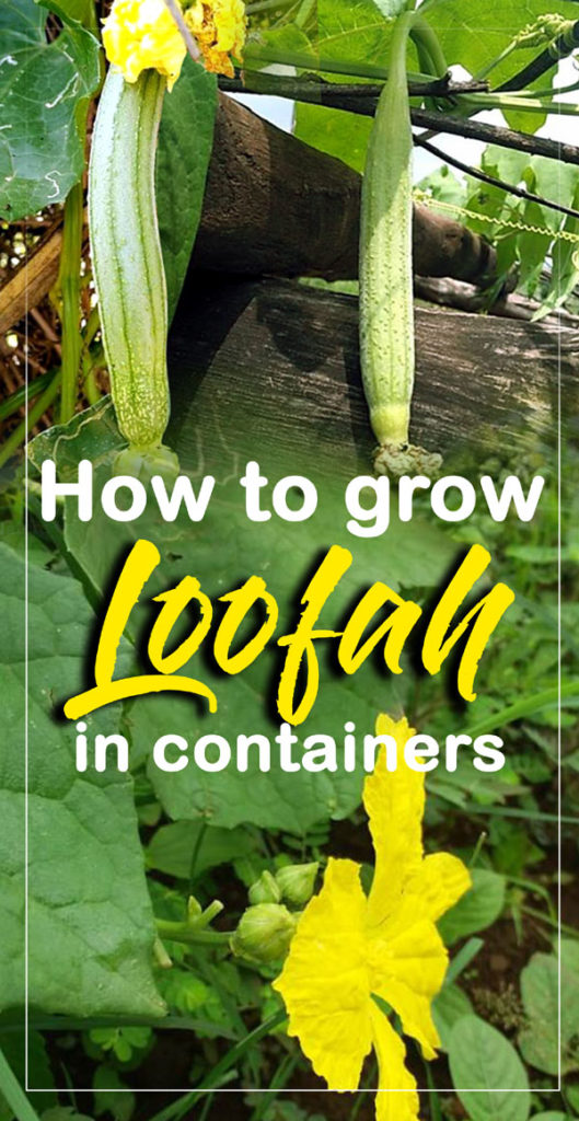 Loofah plant | Luffa gourd | Sponge guard 