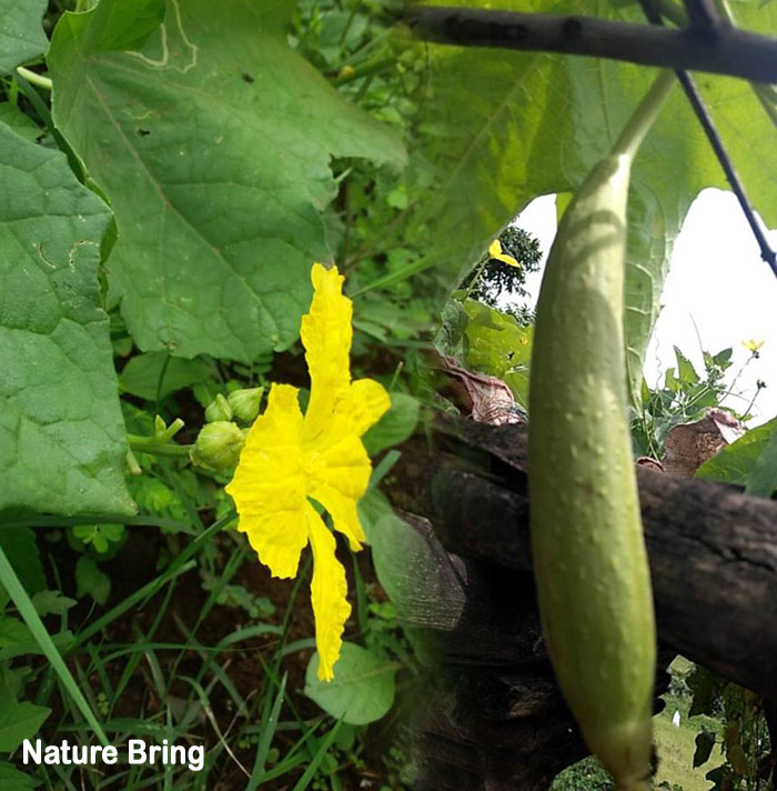 How to grow Loofah in containers | Growing Sponge gourd | Luffa
