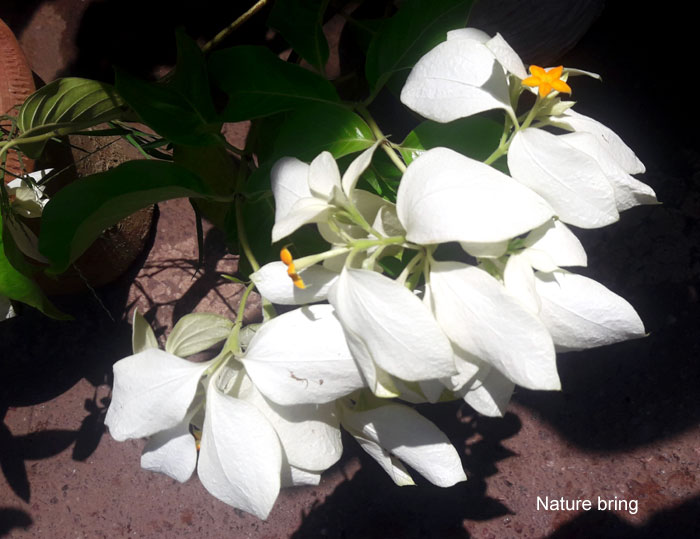 How To Grow Mussaenda Bush Growing Mussaenda