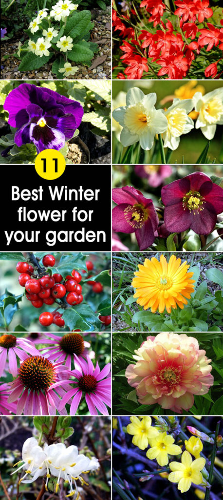 Winter flowers | winter plants