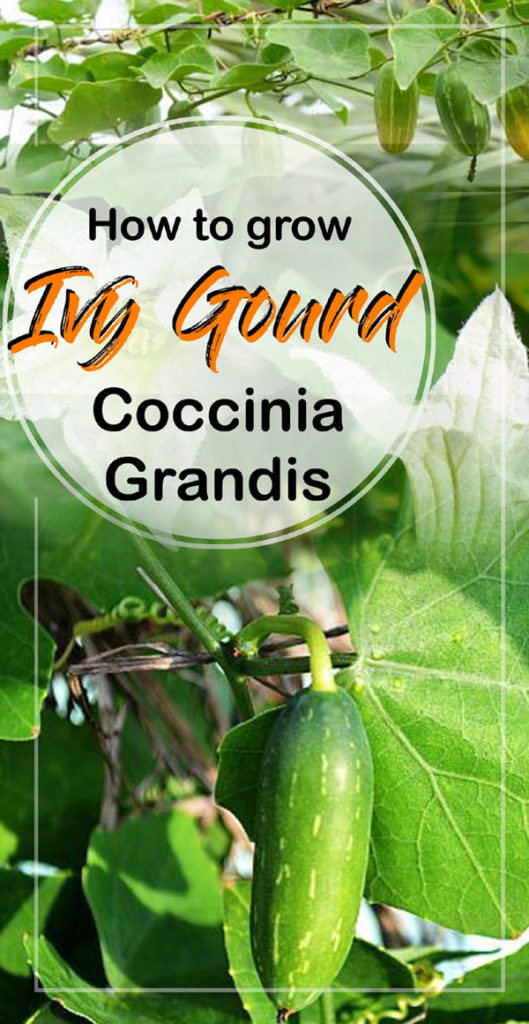 Ivy Gourd