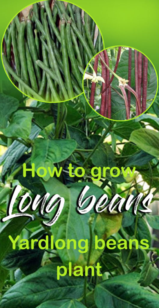 How to grow Long beans |Asparagus beans | yardlong beans | Growing Long ...