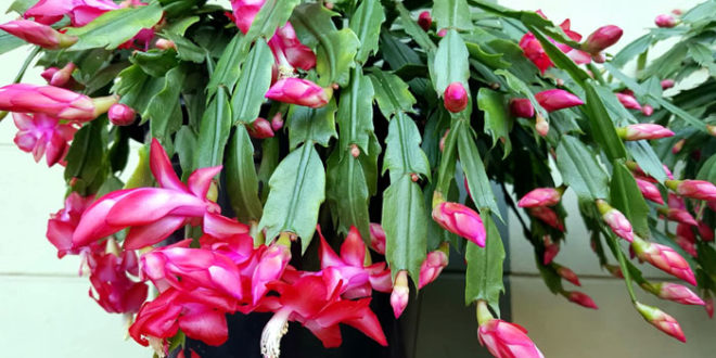 How to grow Christmas cactus | Thanksgiving Cactus | Holiday cactus ...
