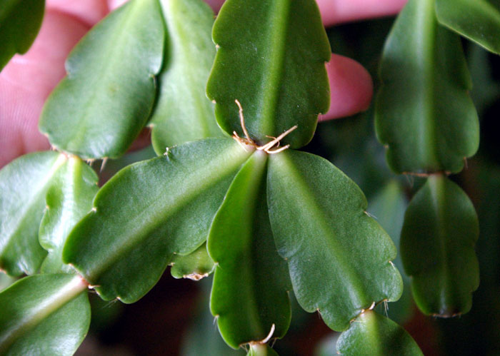 How to grow Christmas cactus