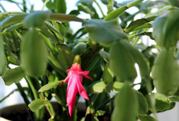 Christmas cactus