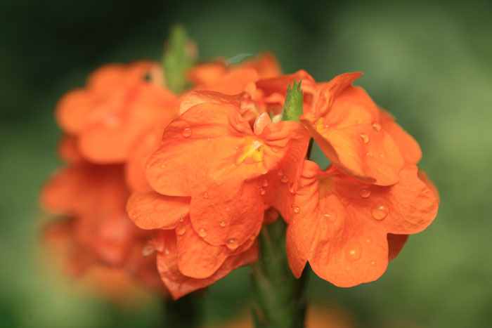 Growing Crossandra flower | How to grow Crossandra in a container