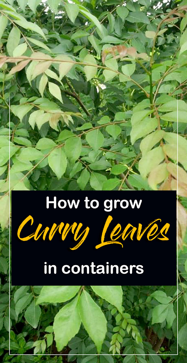 Curry leaves | Curry leaf plants | Kadi Patta