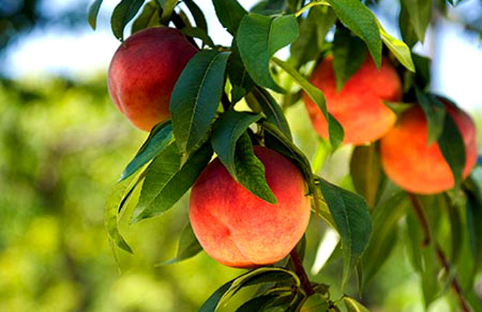Apricots | How to grow peaches in pots | Growing Peachtree