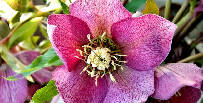 Growing Hellebore | How to grow Hellebores in containers ...