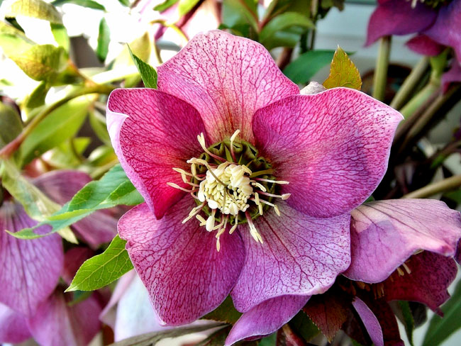 Growing Hellebore | How to grow Hellebores in containers