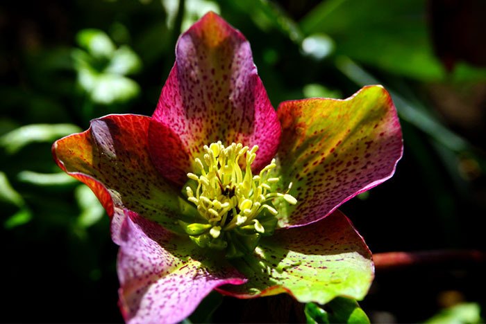 Hellebores