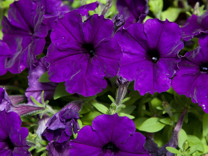 How to grow Petunia in a container | Growing Petunia | Petunia care ...
