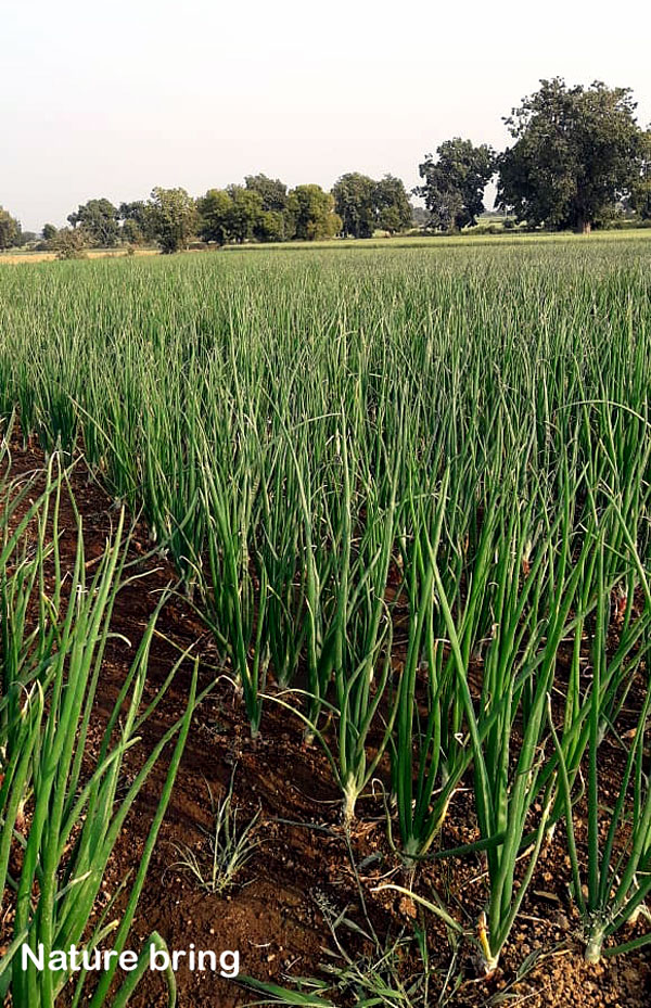 Spring Onions | how to grow spring onions