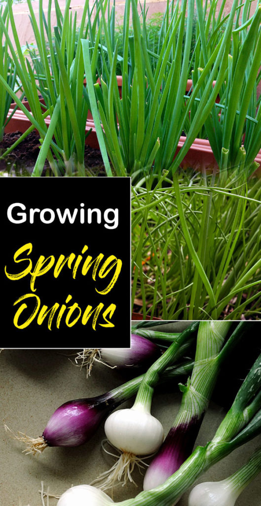 Spring Onions | how to grow spring onions | growing spring onions