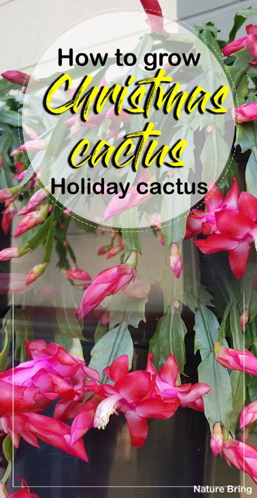 Christmas cactus | Holiday cactus | christmas cactus care