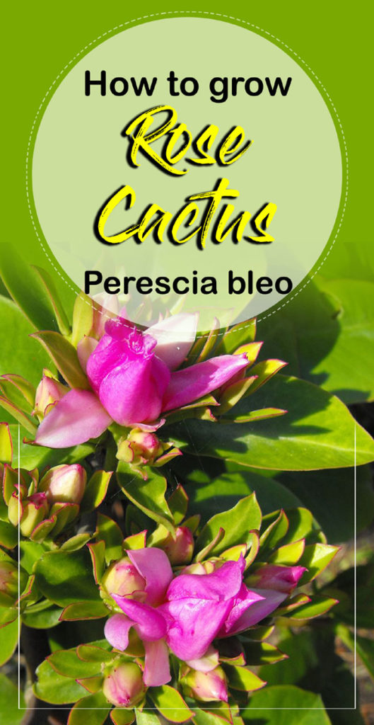 Rose Cactus | pereskia bleo