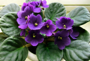 How to grow African violet | Growing African violets Houseplant ...