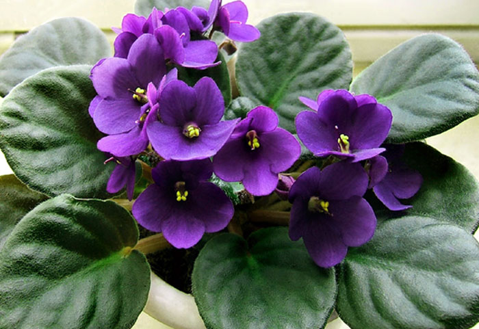 African violet