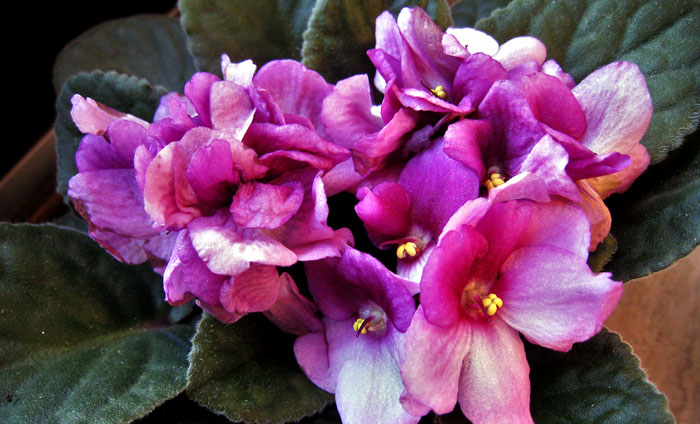 African violet