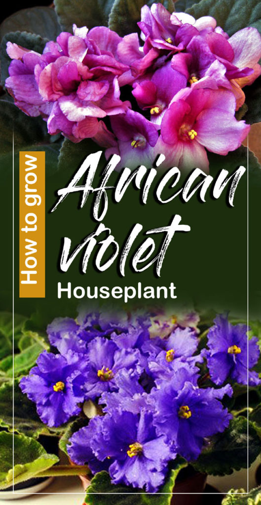 African violet