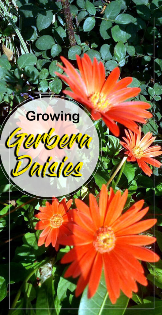 Gerbera