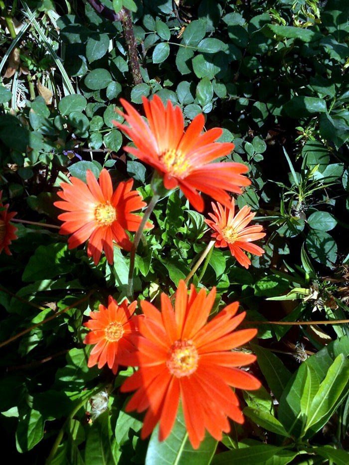 Gerbera | gerbera flowers