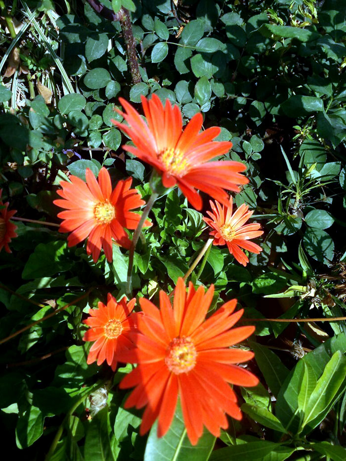 Growing Gerbera Daisies How to grow Gerbera plants in