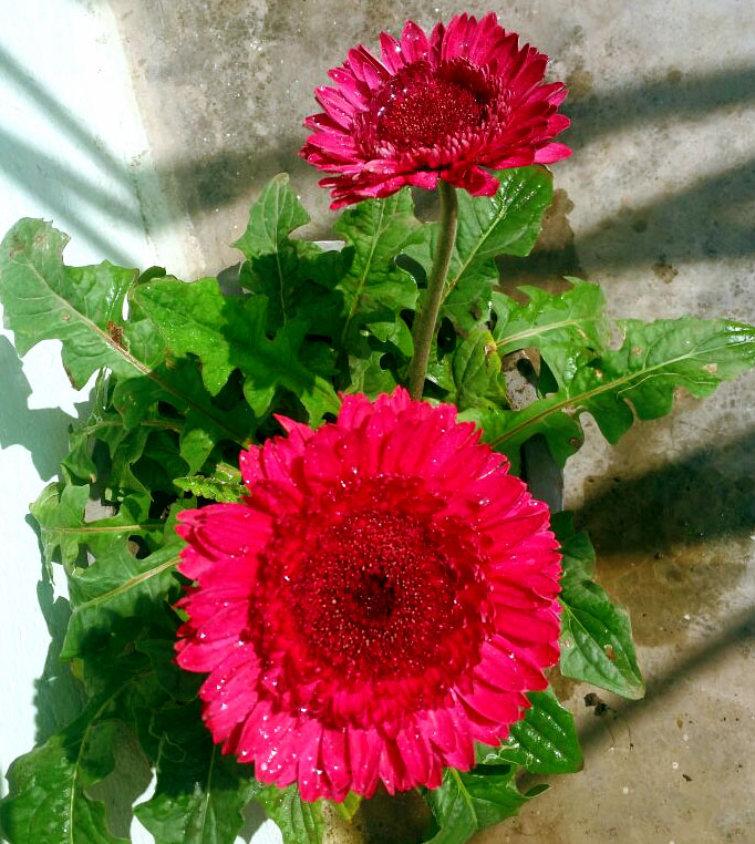 Gerbera | gerbera plants