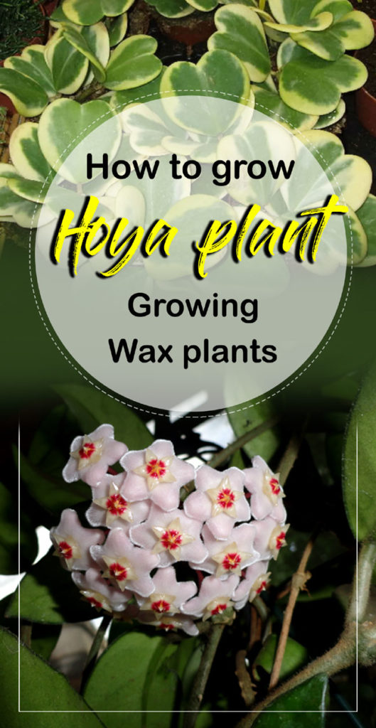 Hoya plants | Wax plants | hoya carnosa