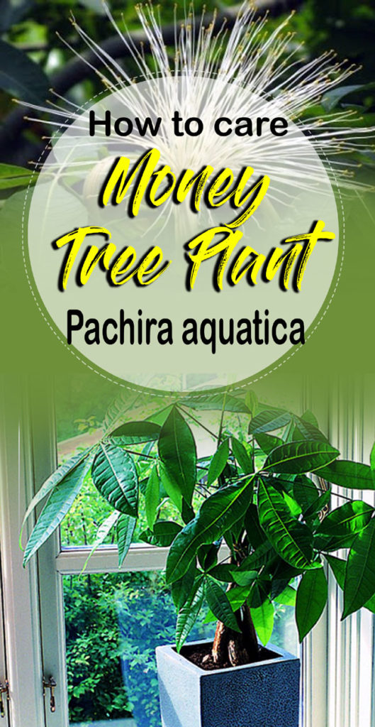 Money Tree Plant