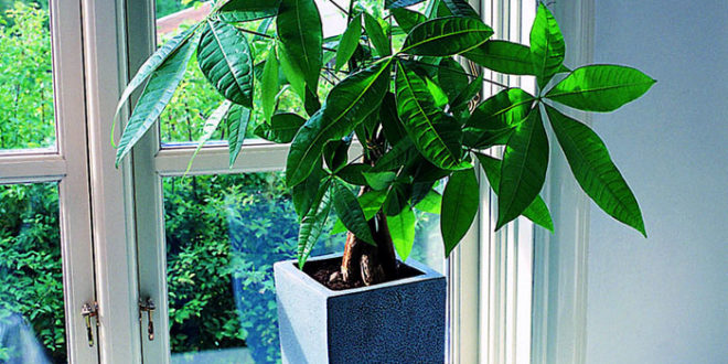 money tree plant care