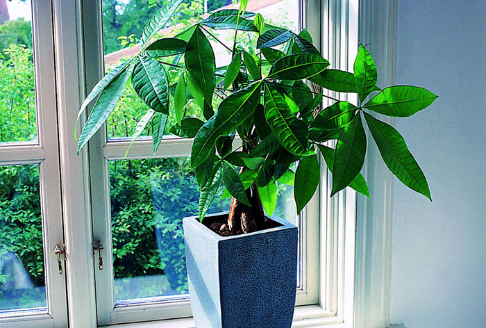 How to care Money Tree Plant  | Growing Pachira aquatica