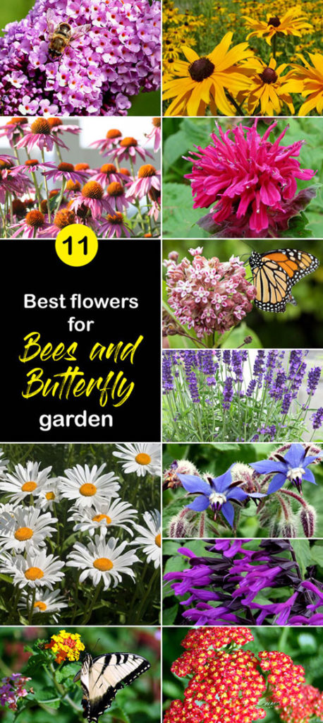 Best flowers for Bees and Butterfly garden | Pollinator Garden ...