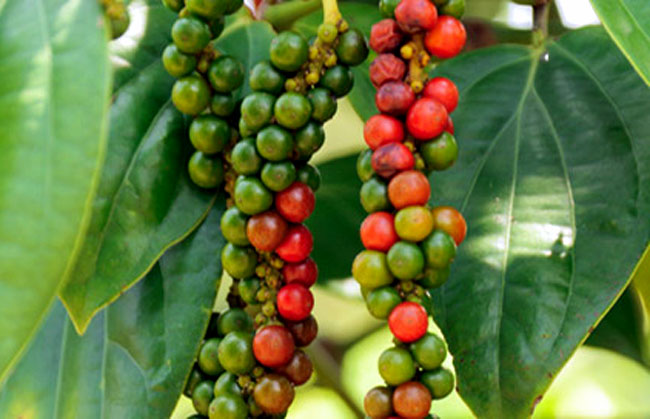 How to grow Black Pepper | Growing peppercorns plant | Piper nigrum