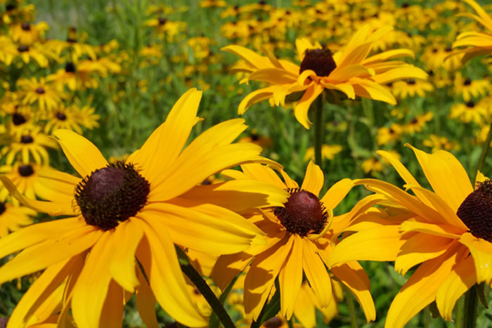 Butterfly Garden