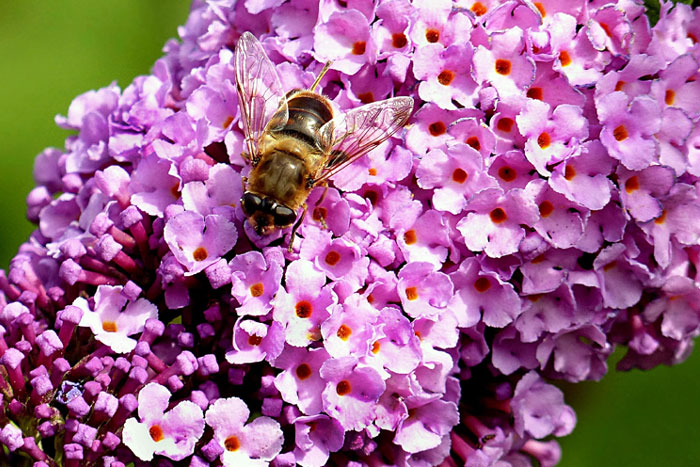 Butterfly Garden