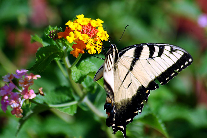 Butterfly Garden