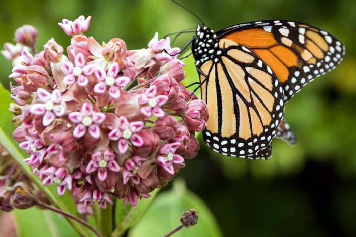 Butterfly Garden | Pollinator pets