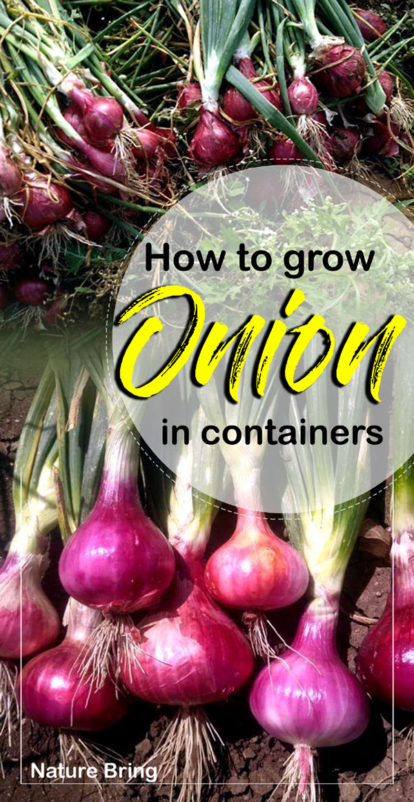 Onions | Allium cepa